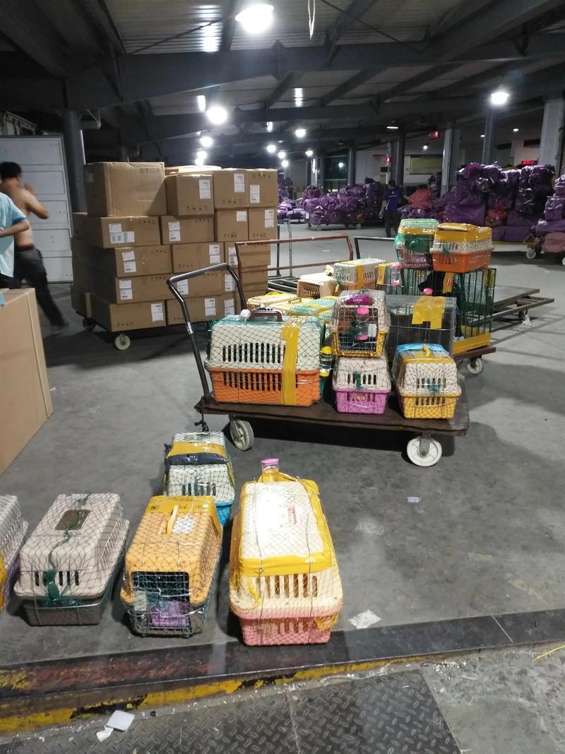 连云港宠物托运厂家 国活物代寄的专业之选
